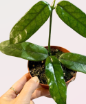 Hoya villosa cięty węzeł