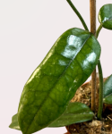Hoya villosa cięty węzeł