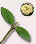 Hoya nummularioides cięty węzeł