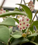 Hoya nummularioides kwiat