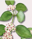 Hoya nummularioides pęd z kwiatami