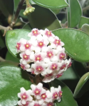 Hoya nummularioides kwiaty