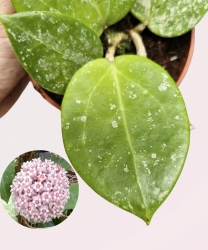 Hoya parasitica Splash - cięty węzeł