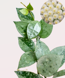 Hoya lacunosa Mint