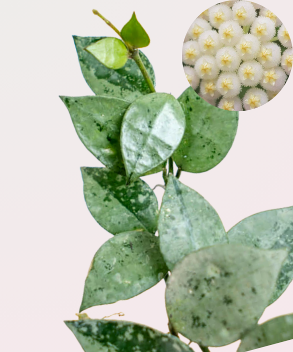 Hoya lacunosa Mint