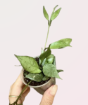 Hoya lacunosa Mint