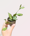 Hoya lacunosa Mint