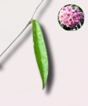 Hoya Minibelle - cięty węzeł