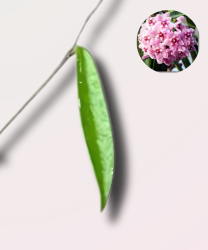 Hoya Minibelle - cięty węzeł