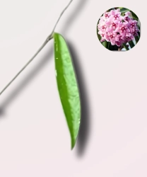 Hoya Minibelle - cięty węzeł