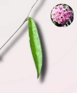 Hoya Minibelle - cięty węzeł