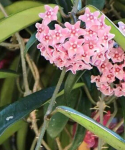 Kwiaty hoya minibelle