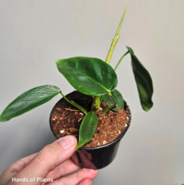 Aglaonema Ivy Green (1) (1) (1) (1) (1) (1) (1) (1) (1) (1) (1) (1) (1) (1) (1)