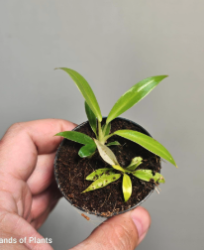 Aglaonema Ivy Green (1) (1) (1) (1) (1) (1) (1) (1) (1) (1) (1) (1) (1) (1) (1) (1)