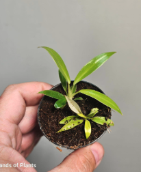 Aglaonema Ivy Green (1) (1) (1) (1) (1) (1) (1) (1) (1) (1) (1) (1) (1) (1) (1) (1)
