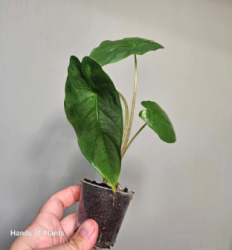Aglaonema Ivy Green (1) (1) (1) (1) (1) (1) (1) (1) (1) (1) (1) (1) (1) (1) (1) (1) (1) (1) (1) (1)