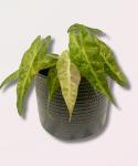 Alocasia Polly yellow variegata