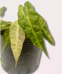 Alocasia Polly yellow variegata
