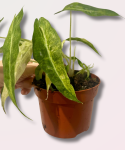 Alocasia Polly yellow variegata