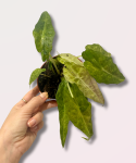 Alocasia Polly yellow variegata