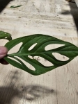 Monstera adansonii Indonesian Marble - cw