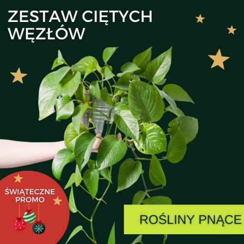 Zestaw ciętych węzłów - Rośliny pnące