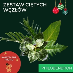 Zestaw ciętych węzłów - Philodendrony