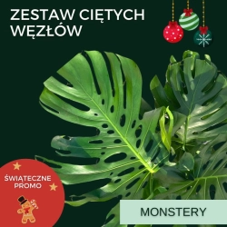 Zestaw ciętych węzłów - Monstera i Rhaphidophora