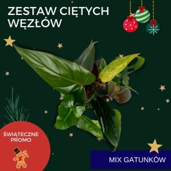 Zestaw ciętych węzłów mix gatunków