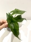 Alocasia Dragon Breath - M