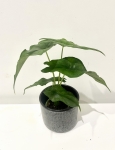 Alocasia Dragon Breath - M