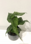 Alocasia Dragon Breath - M