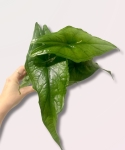 Alocasia Dragon Breath - M