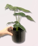 Alocasia Dragon Breath - M