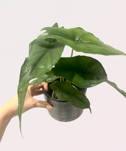 Alocasia Dragon Breath - M