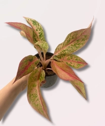 Aglaonema Prestige - M