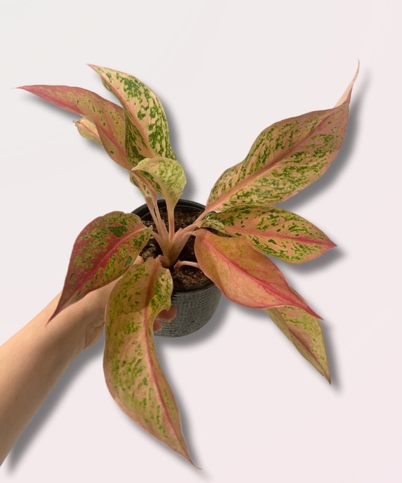 Aglaonema Prestige - M