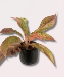 Aglaonema Prestige - M
