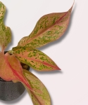 Aglaonema Prestige - M