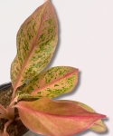 Aglaonema Prestige - M
