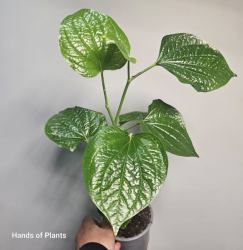 Aglaonema Ivy Green (1) (1) (1) (1) (1) (1) (1) (1) (1) (1) (1) (1) (1) (1) (1) (1) (1) (1) (1) (1) (1) (1) (1) (1) (1) (1) (1) (1) (1) (1) (1) (1) (1) (1) (1) (1) (1) (1) (1) (1) (1) (1) (1) (1) (1) (1) (1) (1) (1)