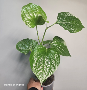 Aglaonema Ivy Green (1) (1) (1) (1) (1) (1) (1) (1) (1) (1) (1) (1) (1) (1) (1) (1) (1) (1) (1) (1) (1) (1) (1) (1) (1) (1) (1) (1) (1) (1) (1) (1) (1) (1) (1) (1) (1) (1) (1) (1) (1) (1) (1) (1) (1) (1) (1) (1) (1)