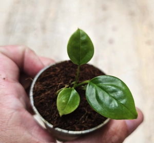 Anthurium cuspidatum - S