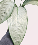 Schismatoglottis sp. Silver L