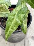 Alocasia Amazonica 'Polly' yellow variegata