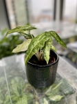 Alocasia Amazonica 'Polly' yellow variegata