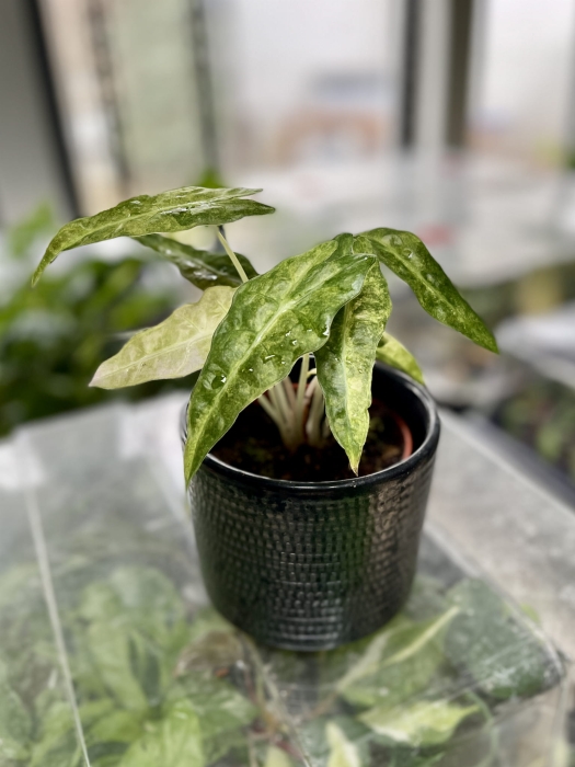 Alocasia Amazonica 'Polly' yellow variegata
