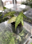 Alocasia Amazonica 'Polly' yellow variegata