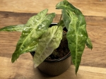Alocasia Amazonica 'Polly' yellow variegata
