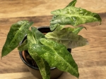 Alocasia Amazonica 'Polly' yellow variegata